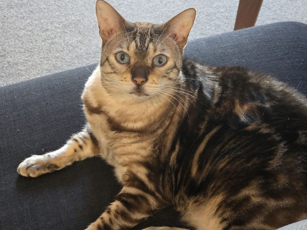 Gallery image: Hella