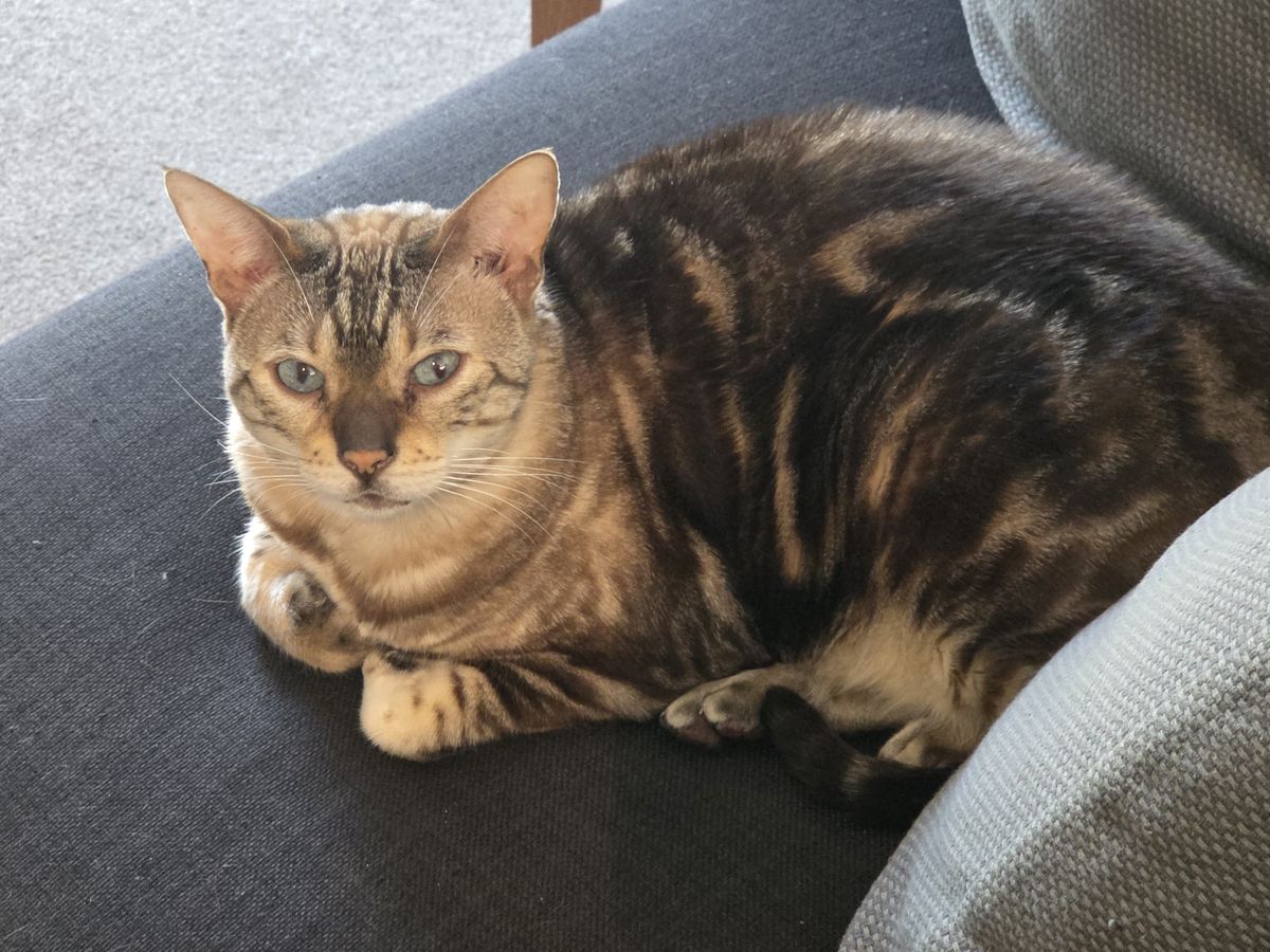 Gallery image: Hella