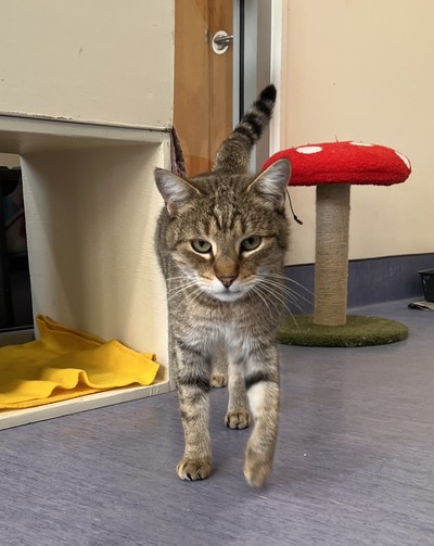 Spindle - Domestic Short Hair