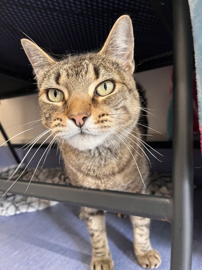 Mandy - Domestic Short Hair