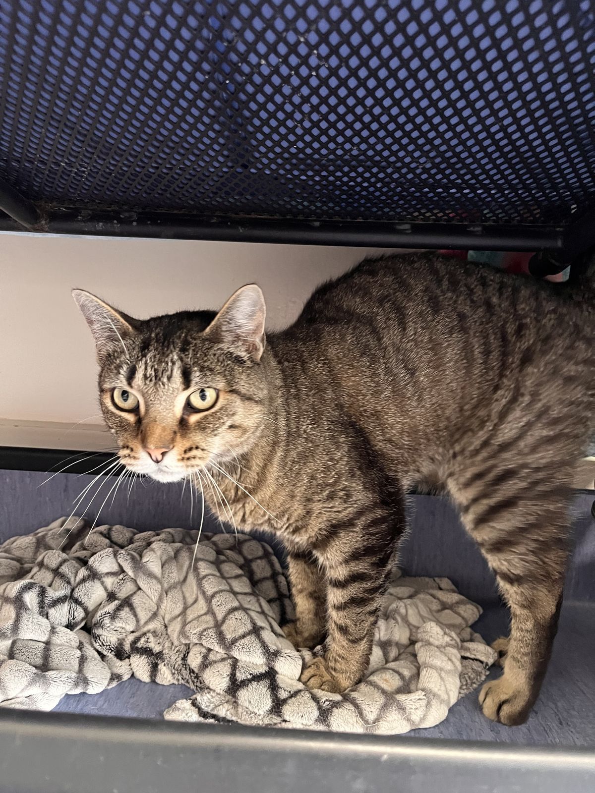 Gallery image: Mandy