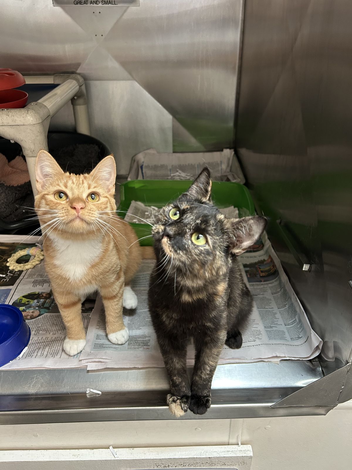 Gallery image: Honey