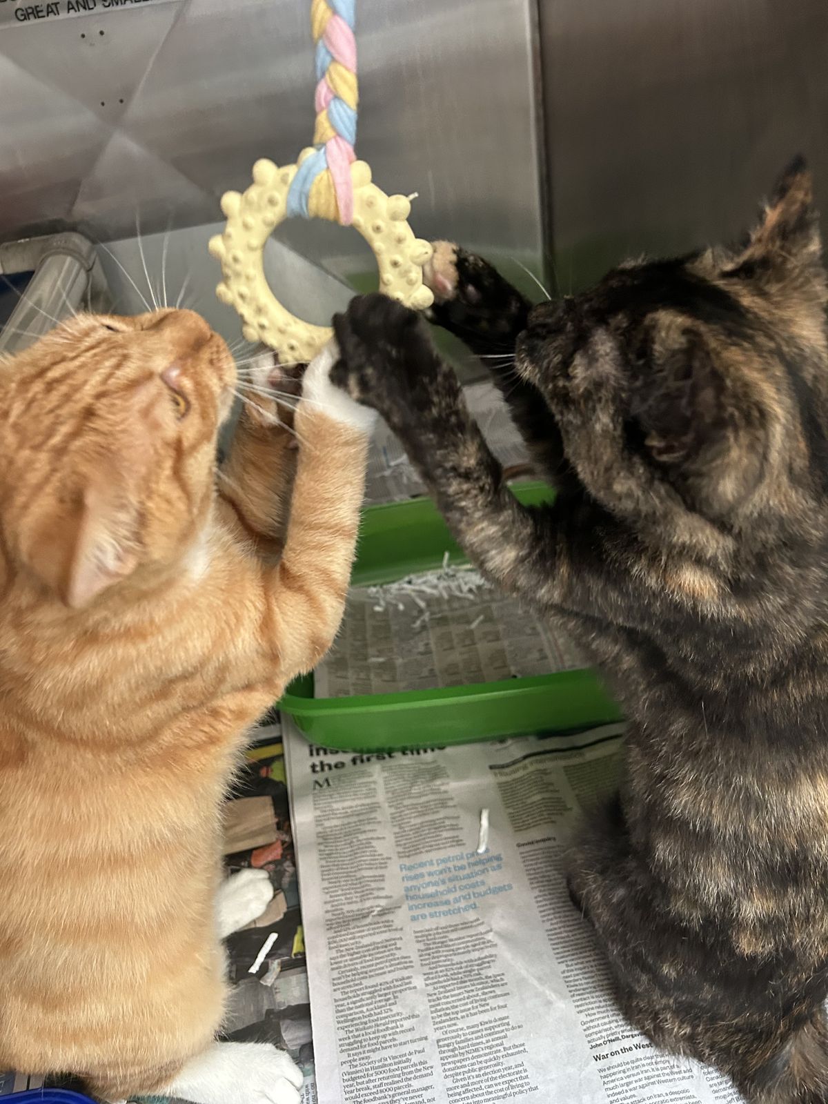 Gallery image: Honey