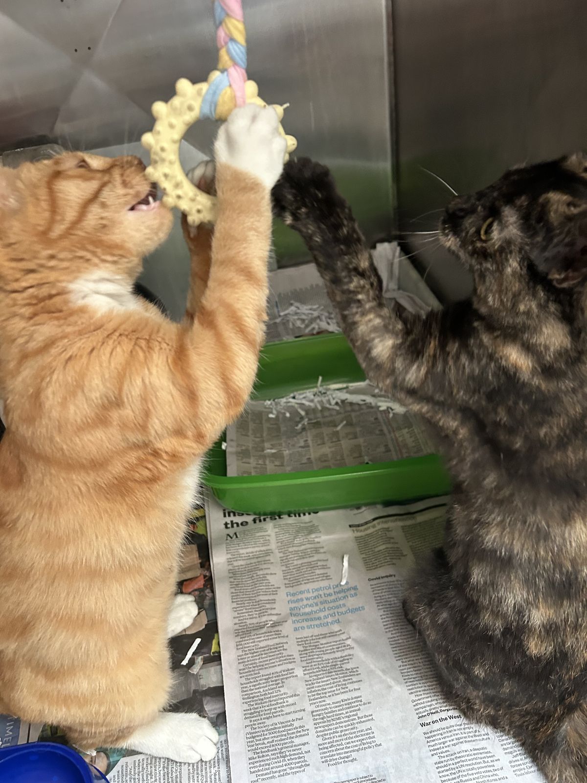 Gallery image: Honey