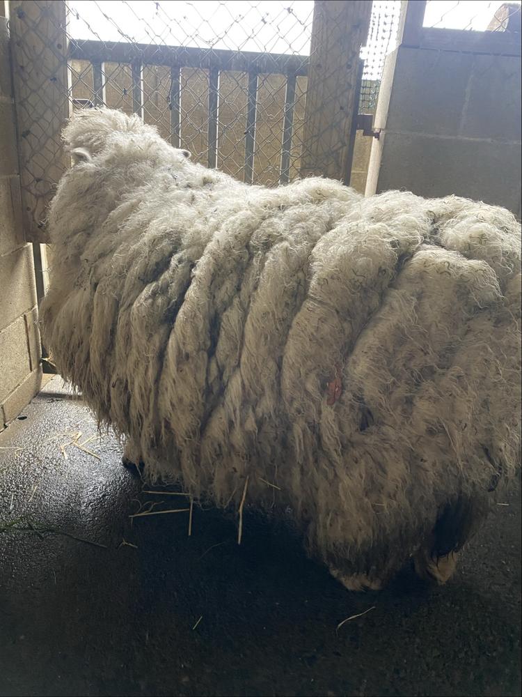 A white sheep with a severely overgrown coat stands on a concrete floor.