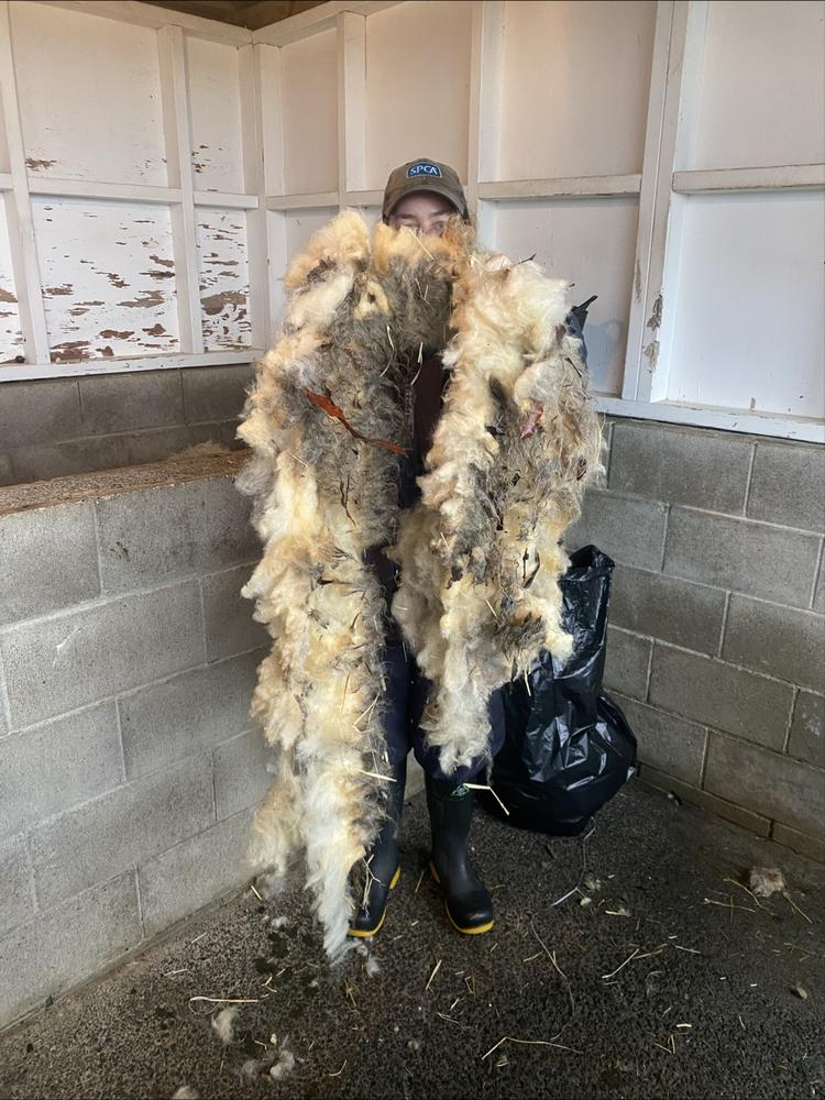 An SPCA Farm Attendant holds up a heavy wool coat, caked in dirt and debris.