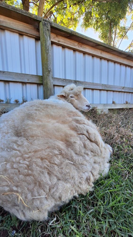 A white sheep sits on the grass.