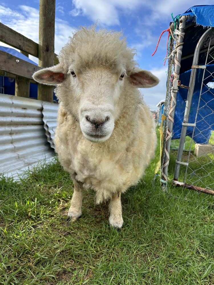 A sheep stands on grass.
