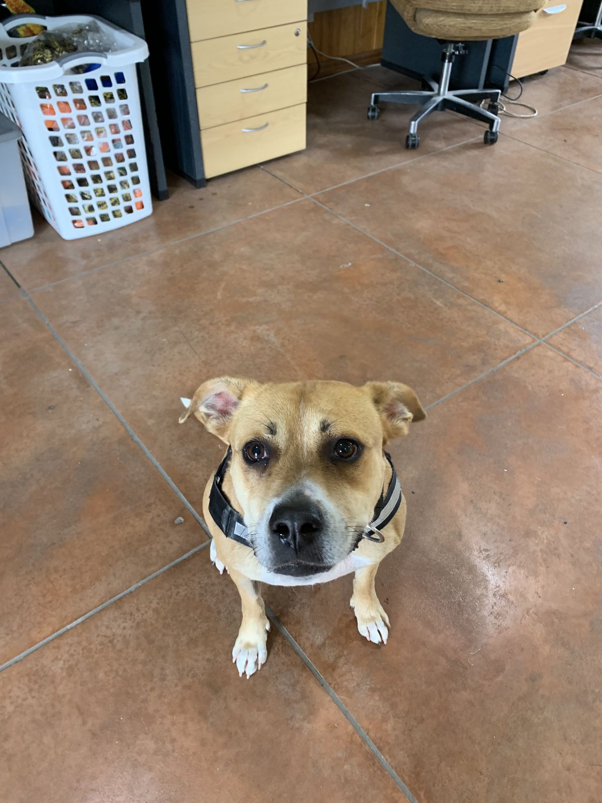 Gallery image: Lacey