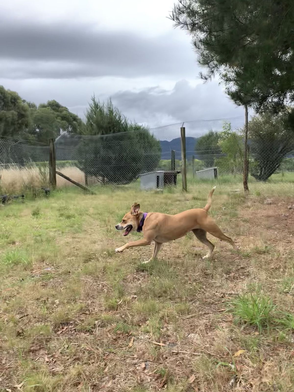 Gallery image: Lacey