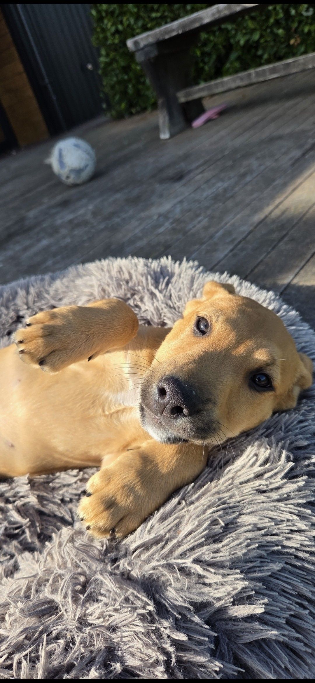 Gallery image: Whiskey