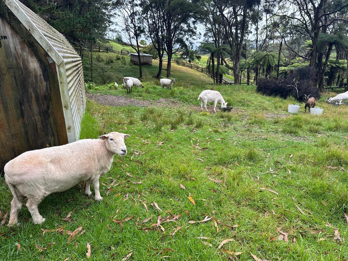 A sheep in a grassy paddock.