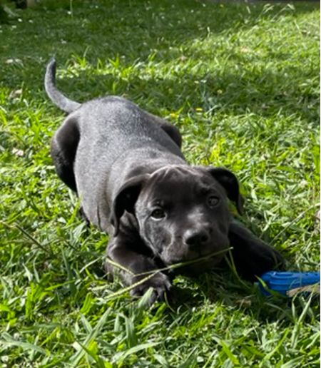 Gallery image: Wolfie 