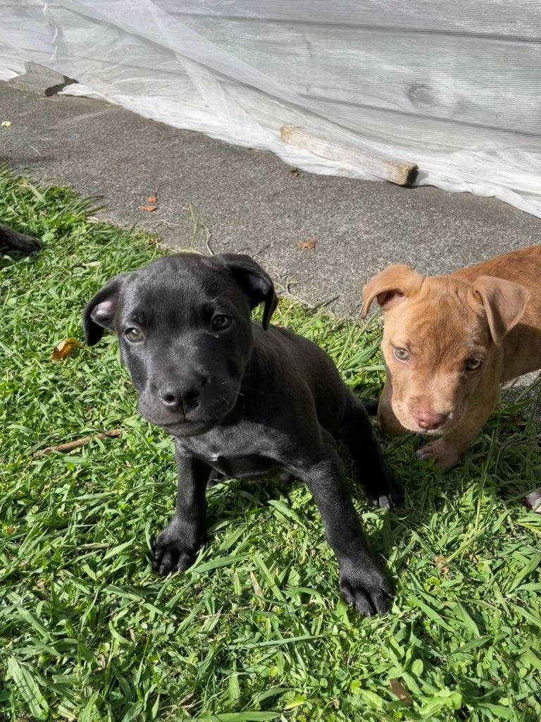 Gallery image: Wolfie 