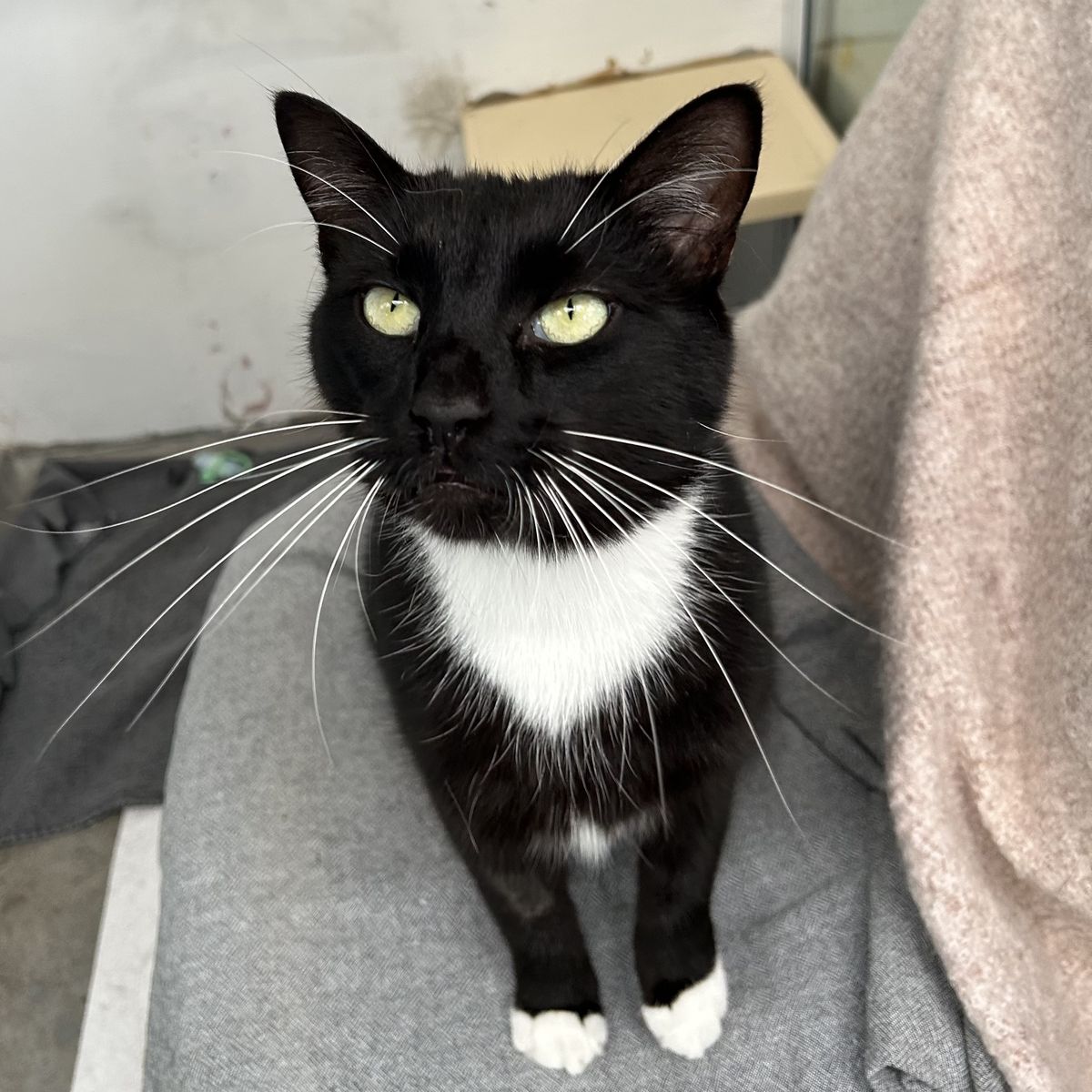 Gallery image: Pugsley