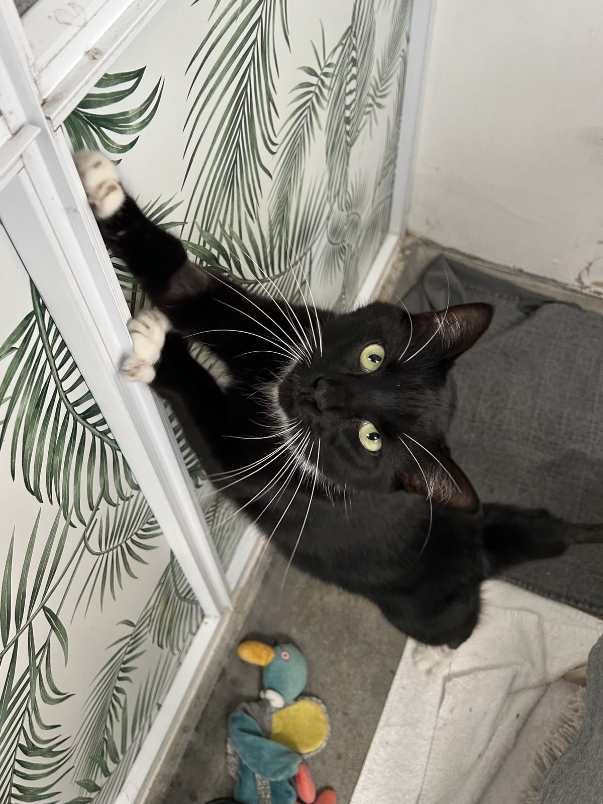 Gallery image: Pugsley