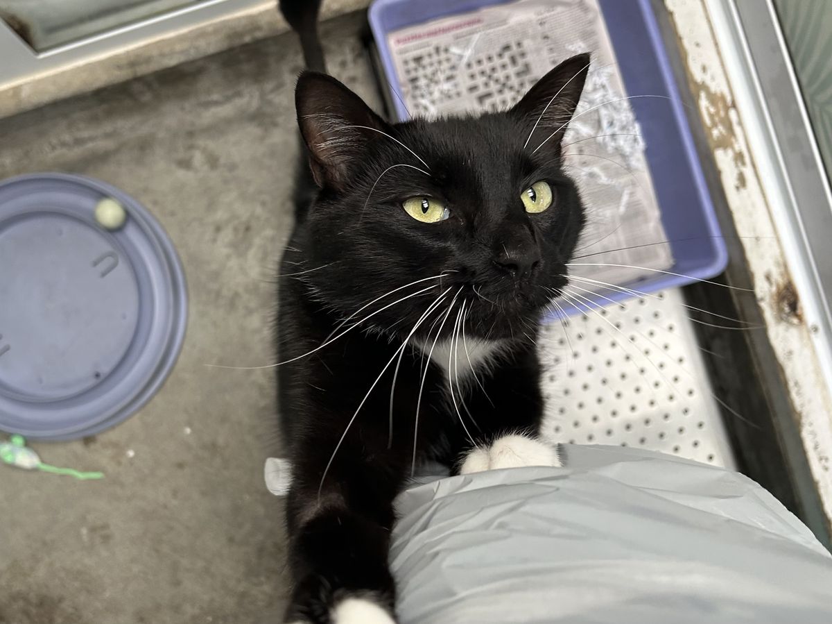 Gallery image: Pugsley