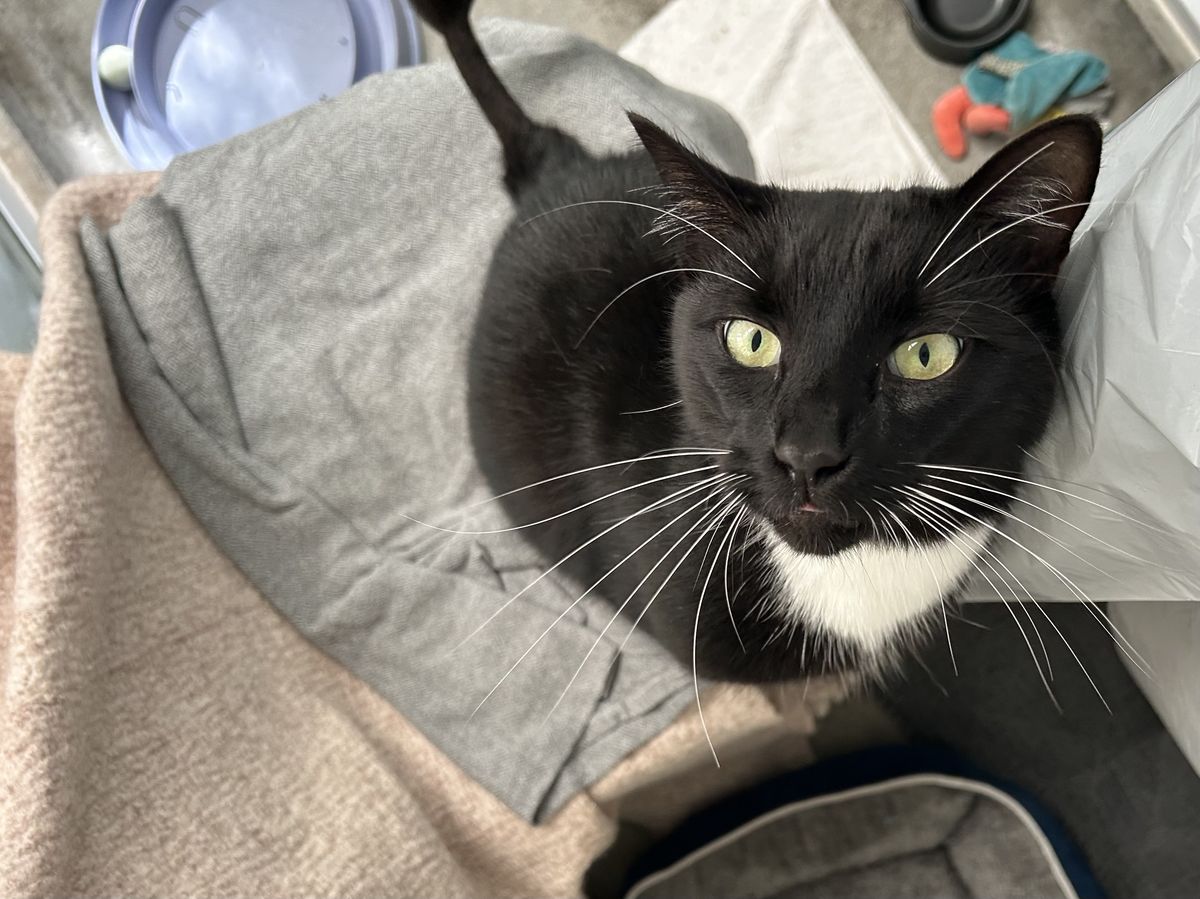 Gallery image: Pugsley