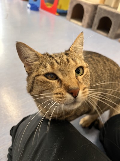 Ivy - Domestic Short Hair