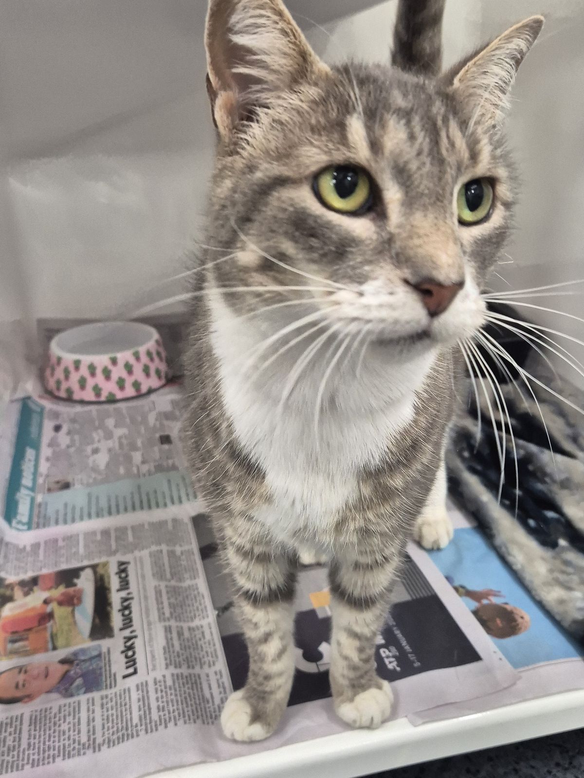 Gallery image: Wallace