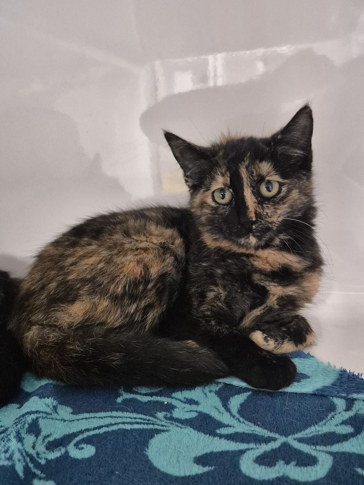 Gallery image: Sasha