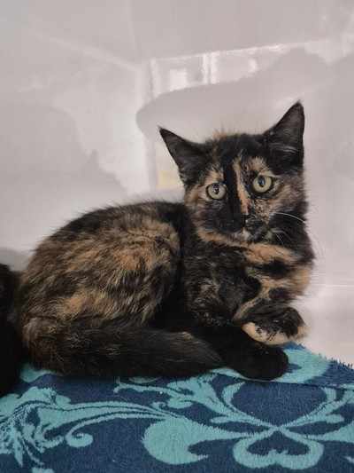 Sasha - Domestic Short Hair