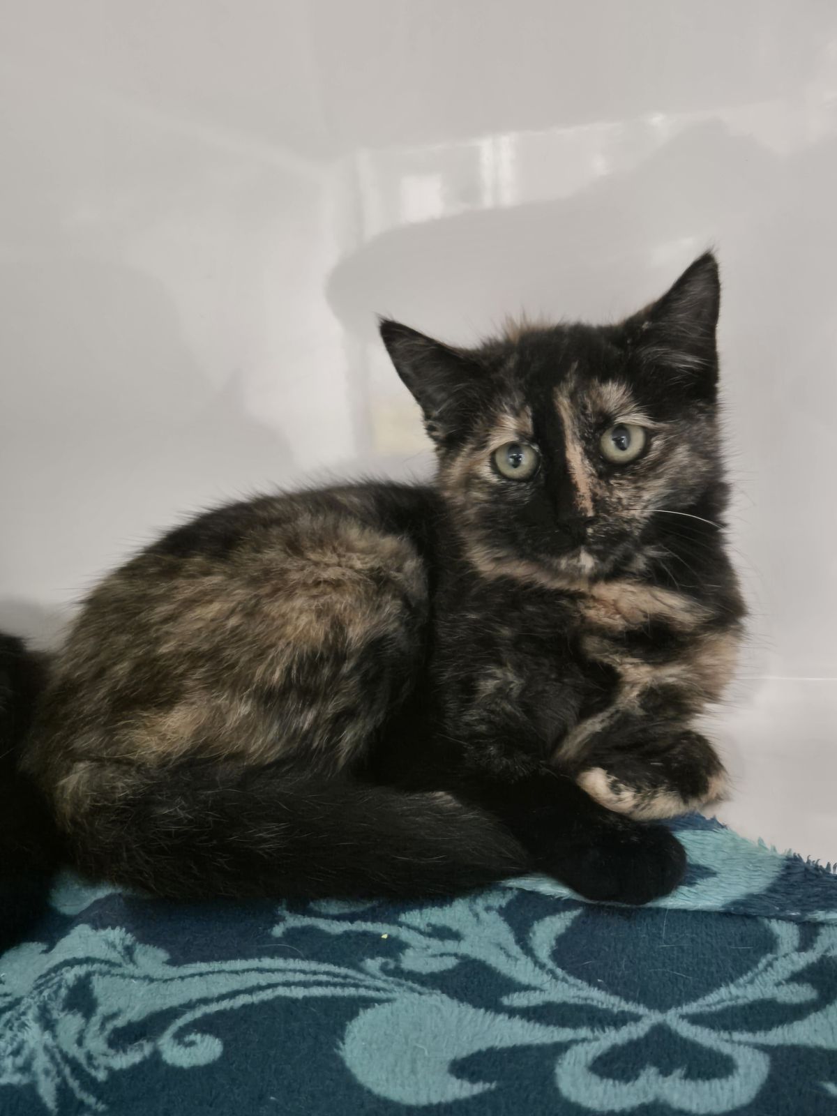 Gallery image: Sasha