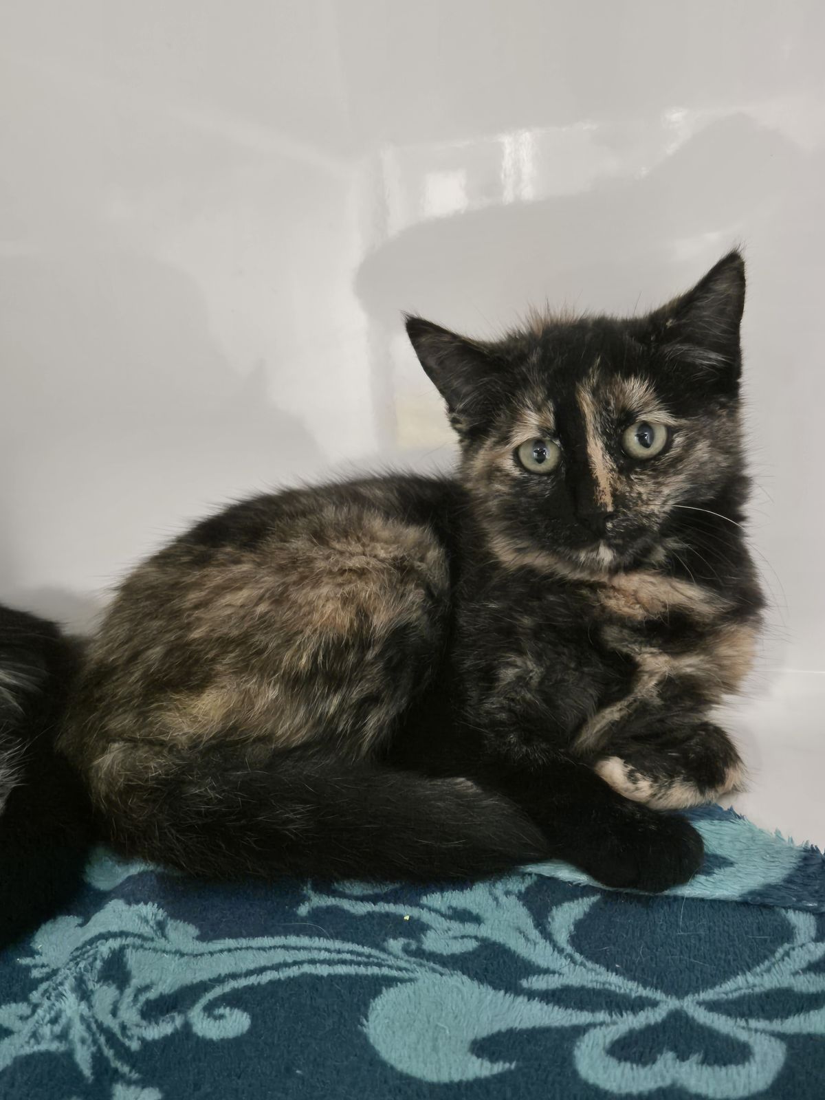 Gallery image: Sasha