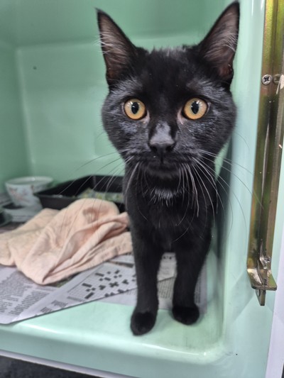 Shilo - Domestic Short Hair