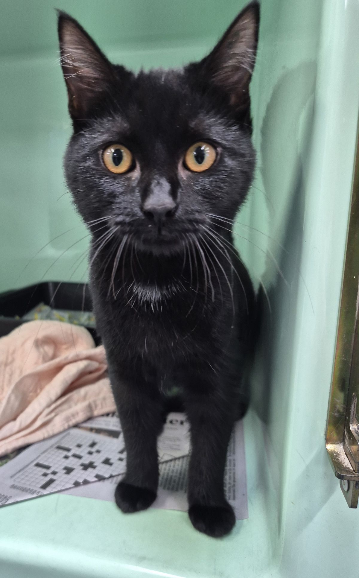 Gallery image: Shilo