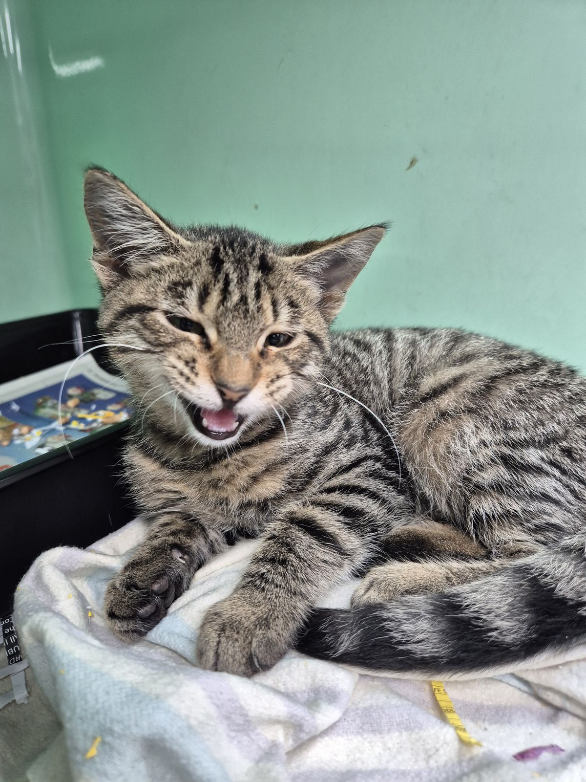 Gallery image: Sunny