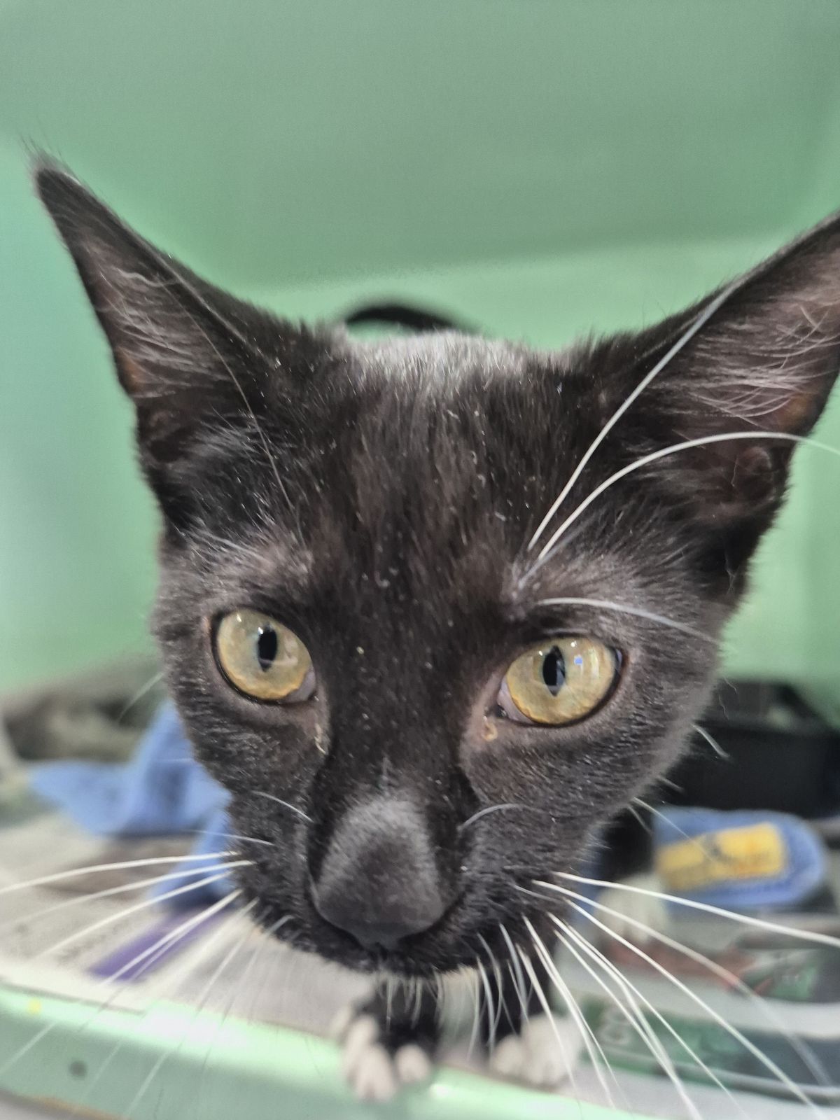 Gallery image: Cosmo