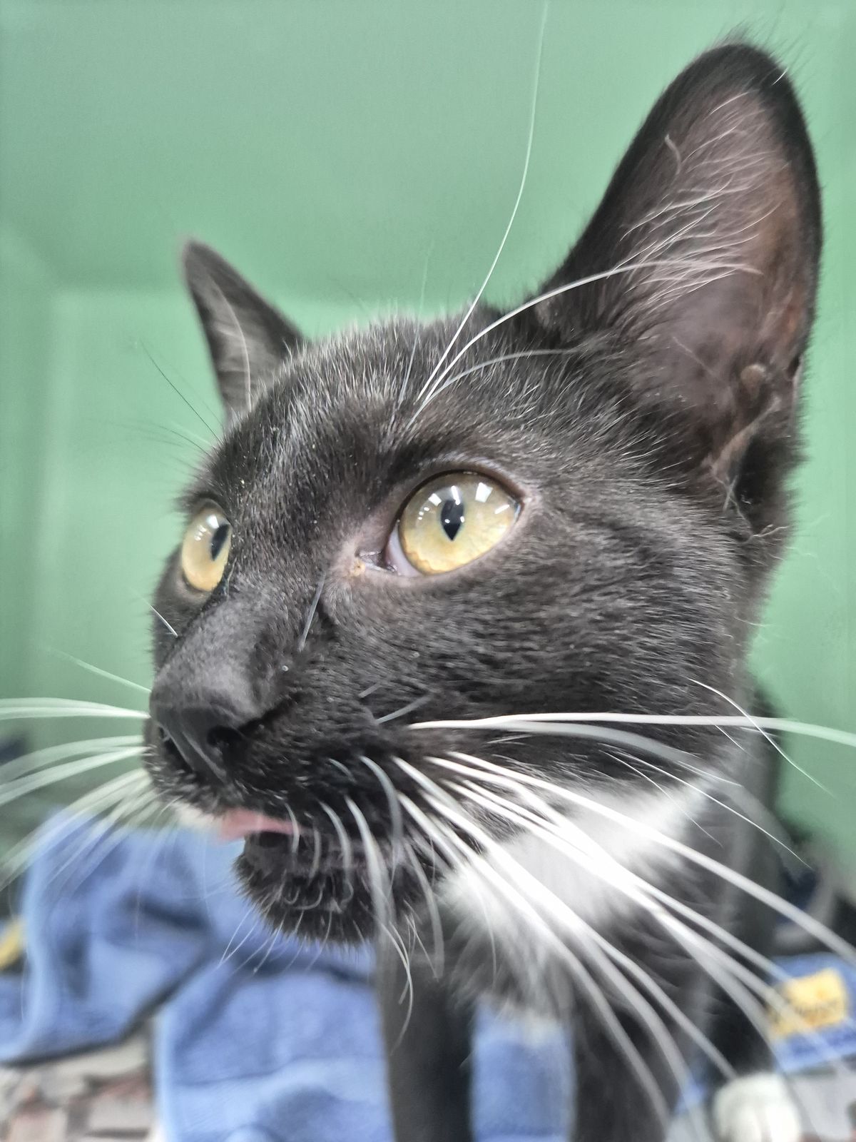 Gallery image: Cosmo