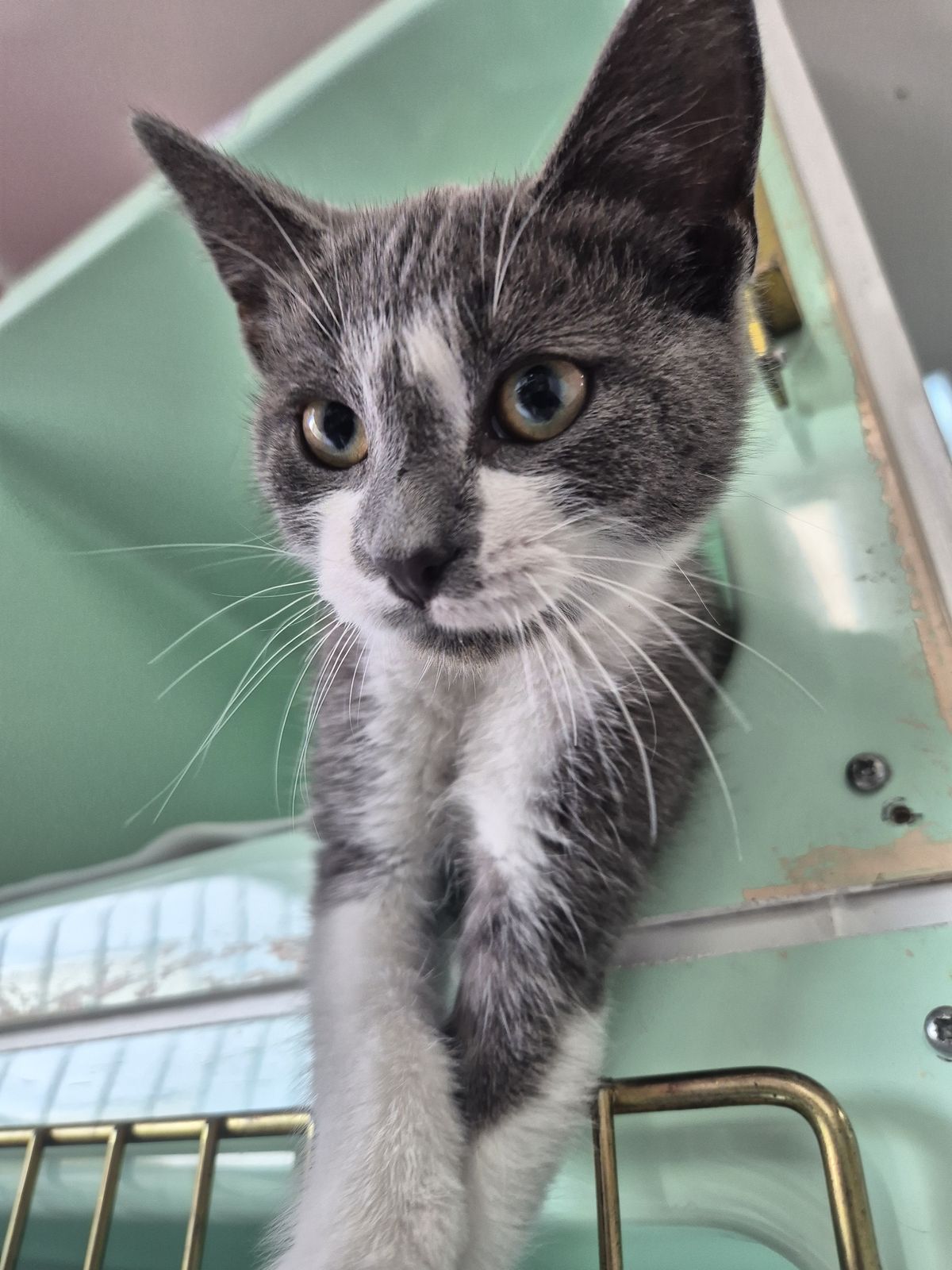 Gallery image: Mochi