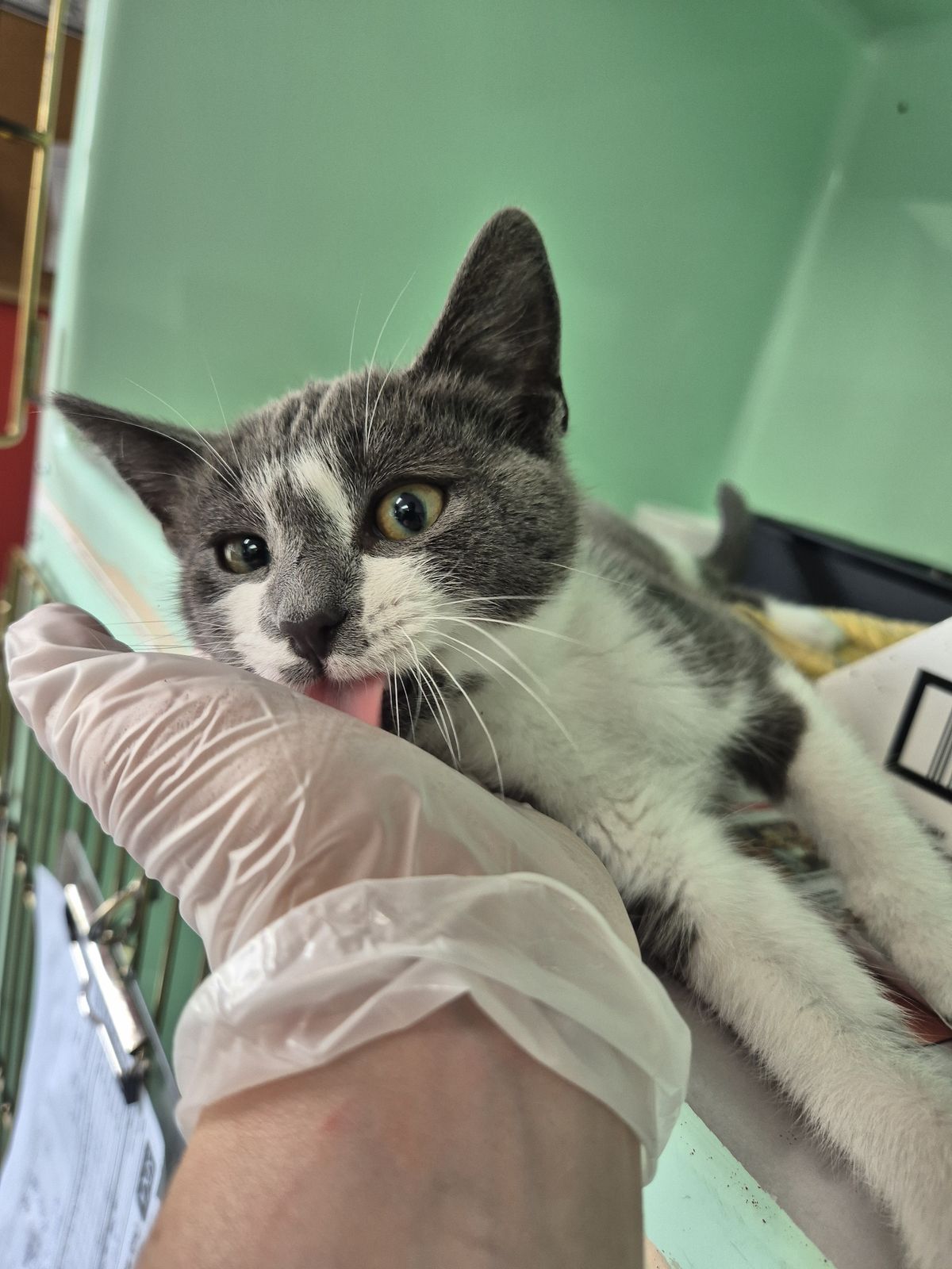 Gallery image: Mochi