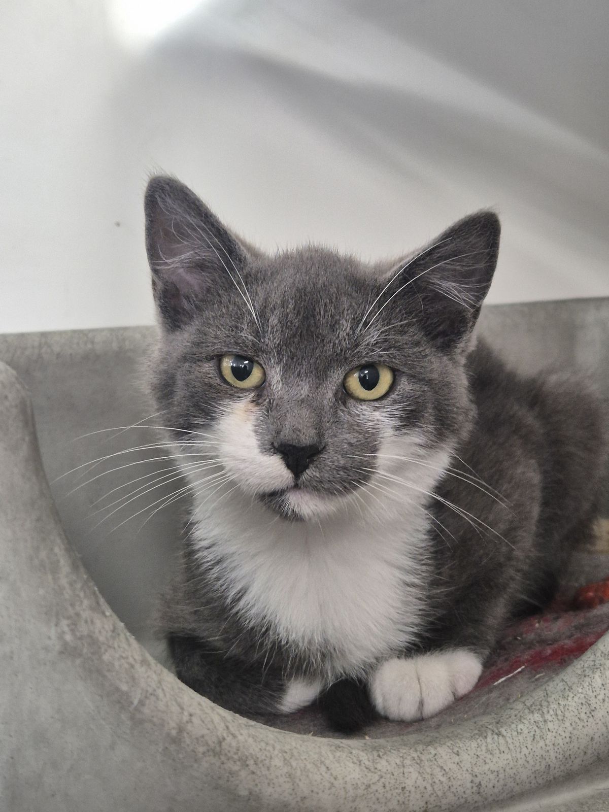 Gallery image: Maxwell