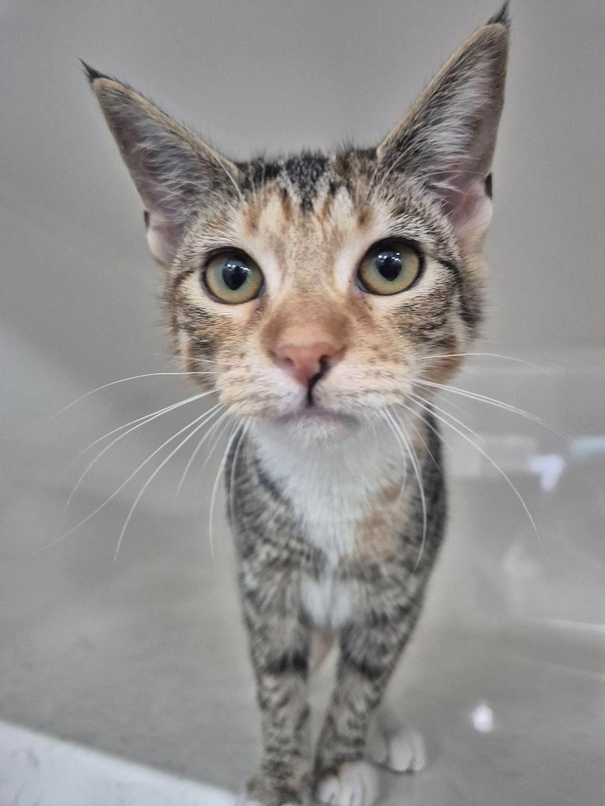 Gallery image: Apricot 