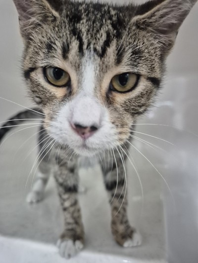 Pie - Domestic Short Hair