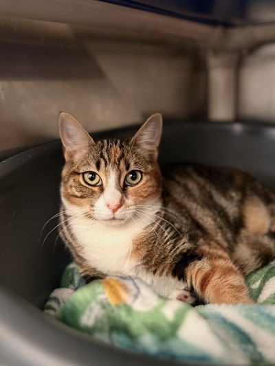 Dora Winifred - Domestic Short Hair