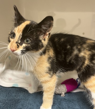 Sprocket - Domestic Medium Hair