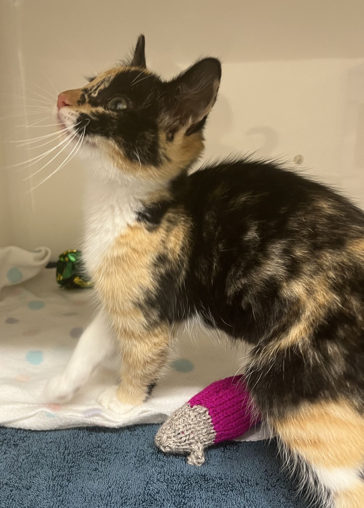 Gallery image: Sprocket