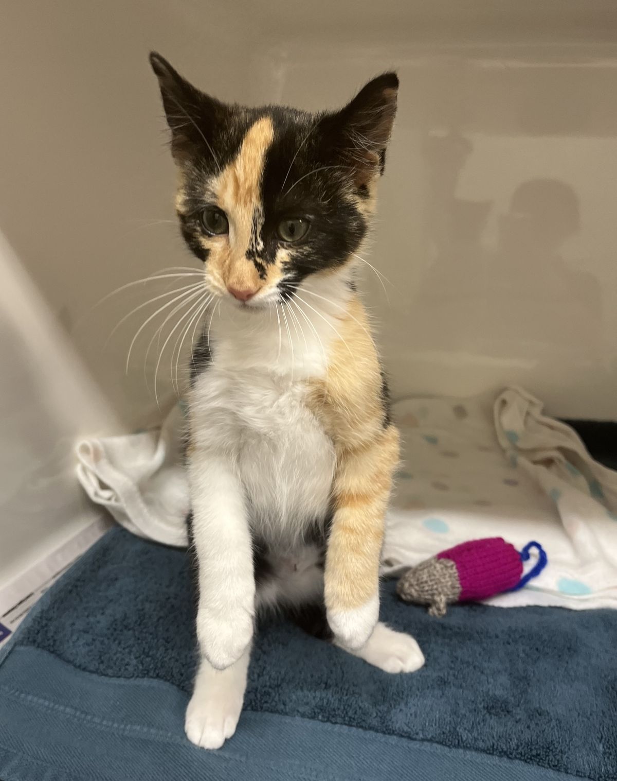 Gallery image: Sprocket