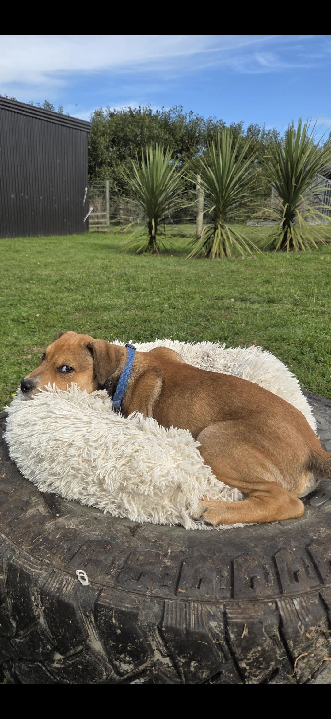 Gallery image: Misty