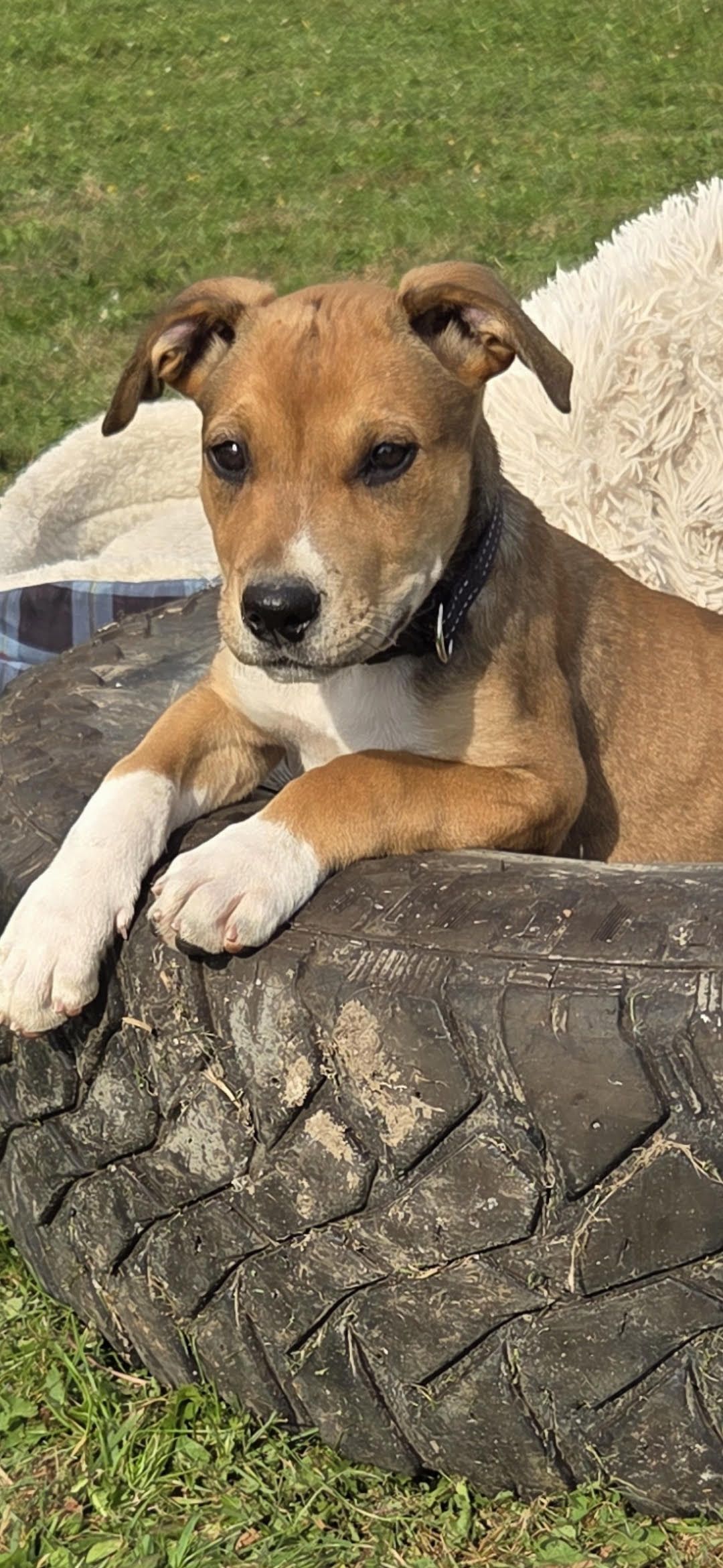 Gallery image: Zeppelin