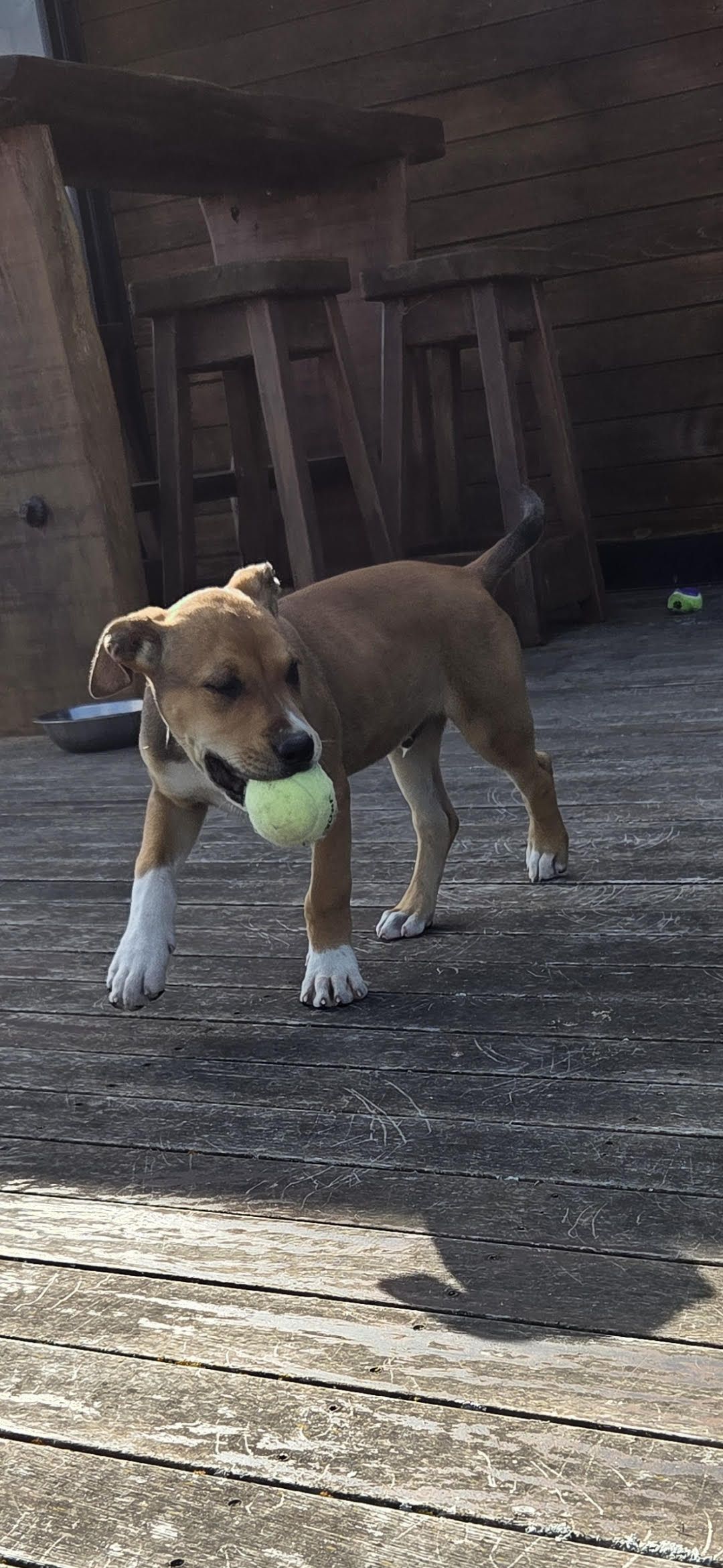 Gallery image: Zeppelin