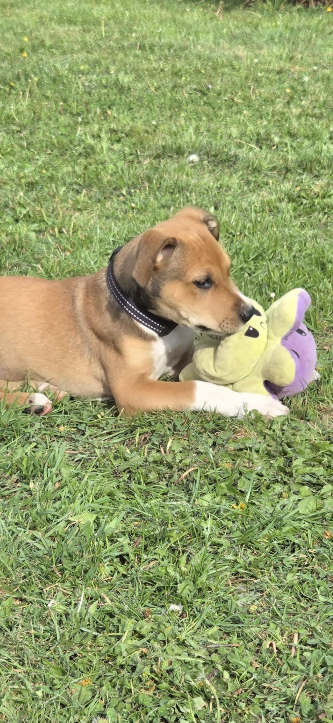 Gallery image: Zeppelin