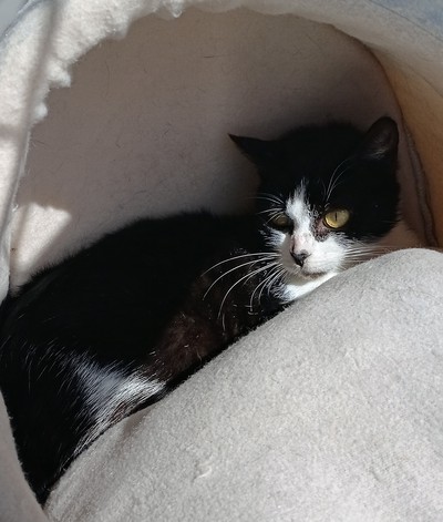 Sparrow - Domestic Short Hair