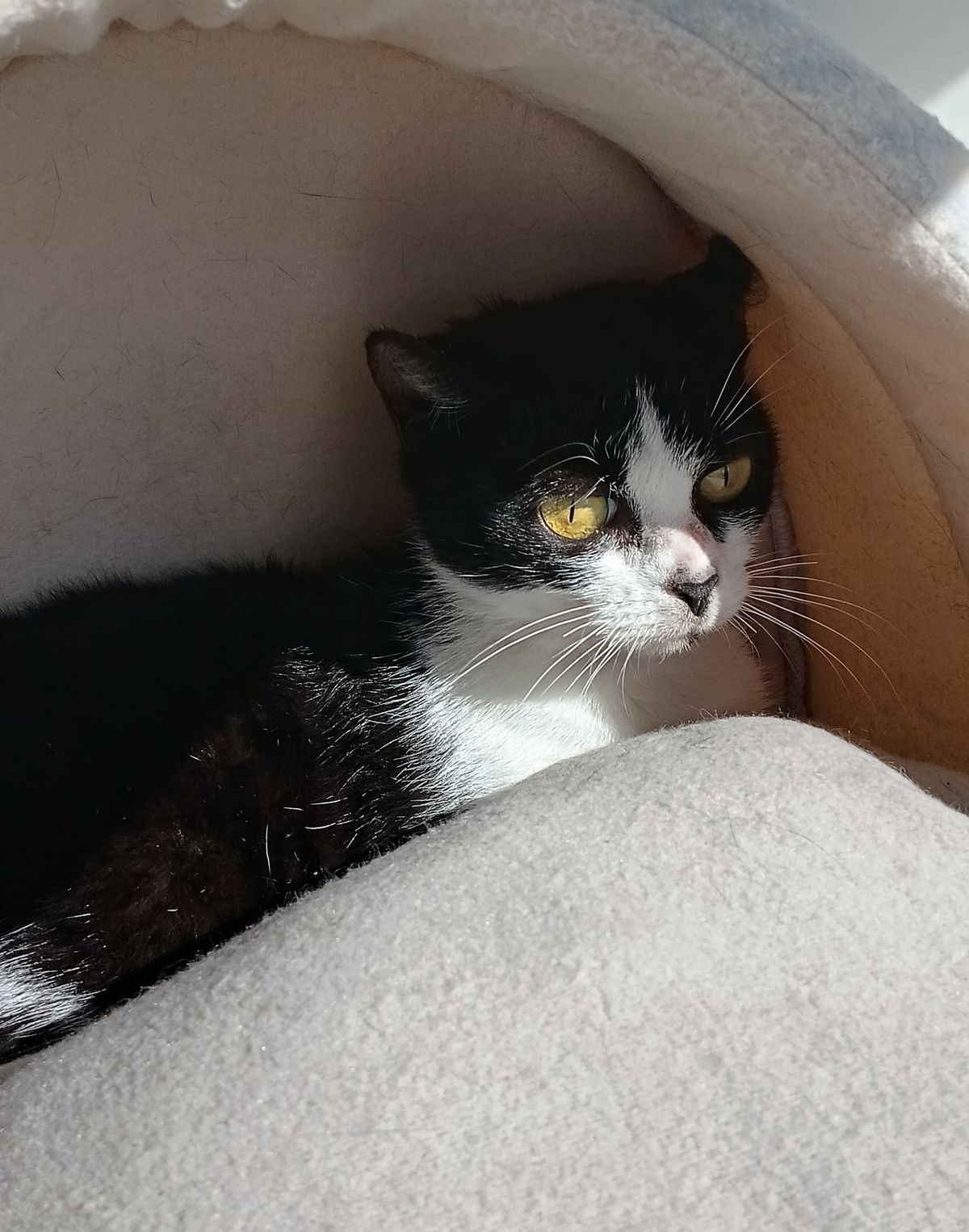 Gallery image: Sparrow