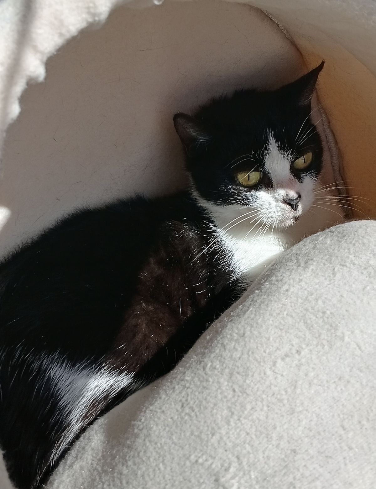 Gallery image: Sparrow