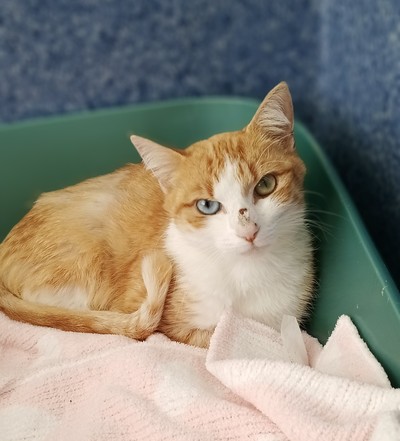 Jinx - Domestic Short Hair